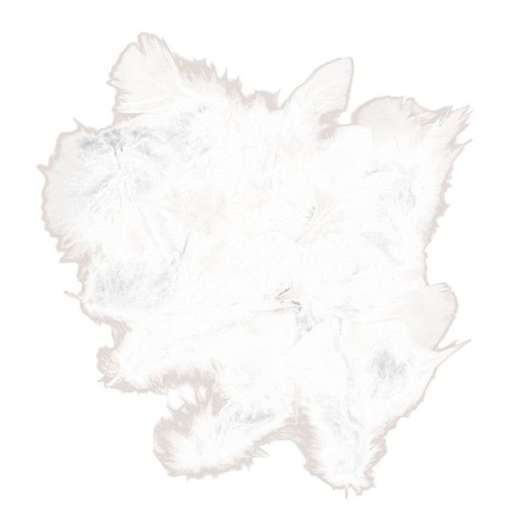 SACHET de 15 PLUMES